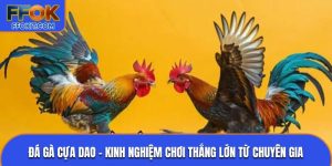 Đá gà cựa dao