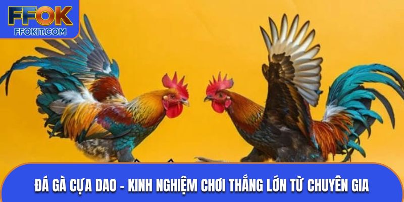 Đá gà cựa dao