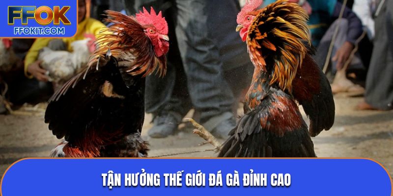 Tận hưởng thế giới đá gà đỉnh cao