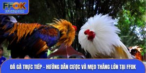 Đá gà trực tiếp