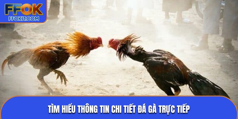 Tìm hiểu thông tin chi tiết đá gà trực tiếp